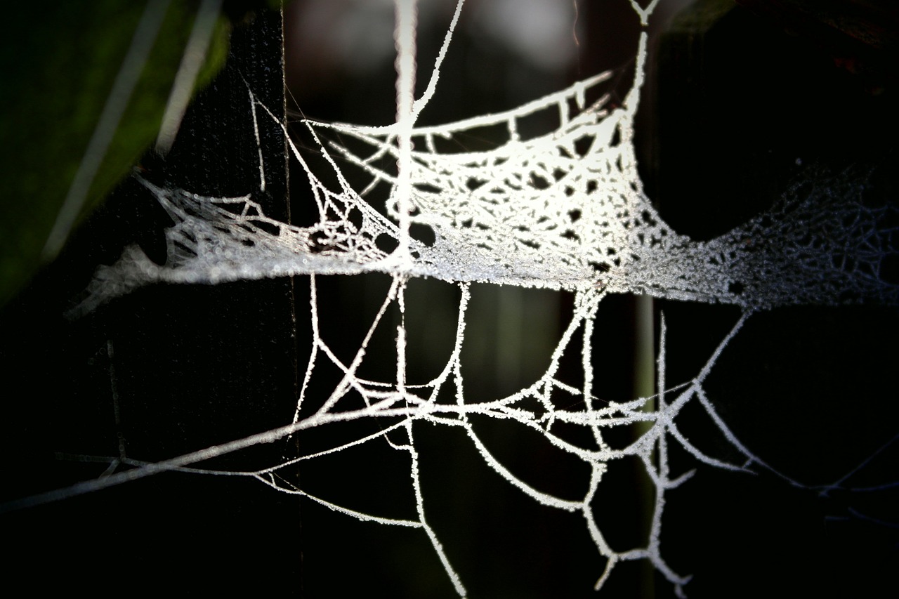 web detail backlight free photo