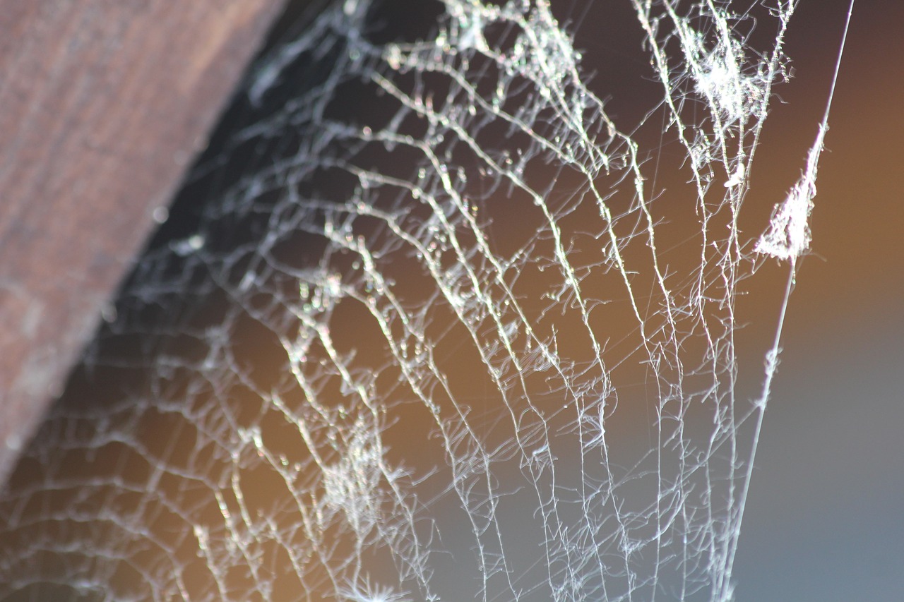 web network spider free photo