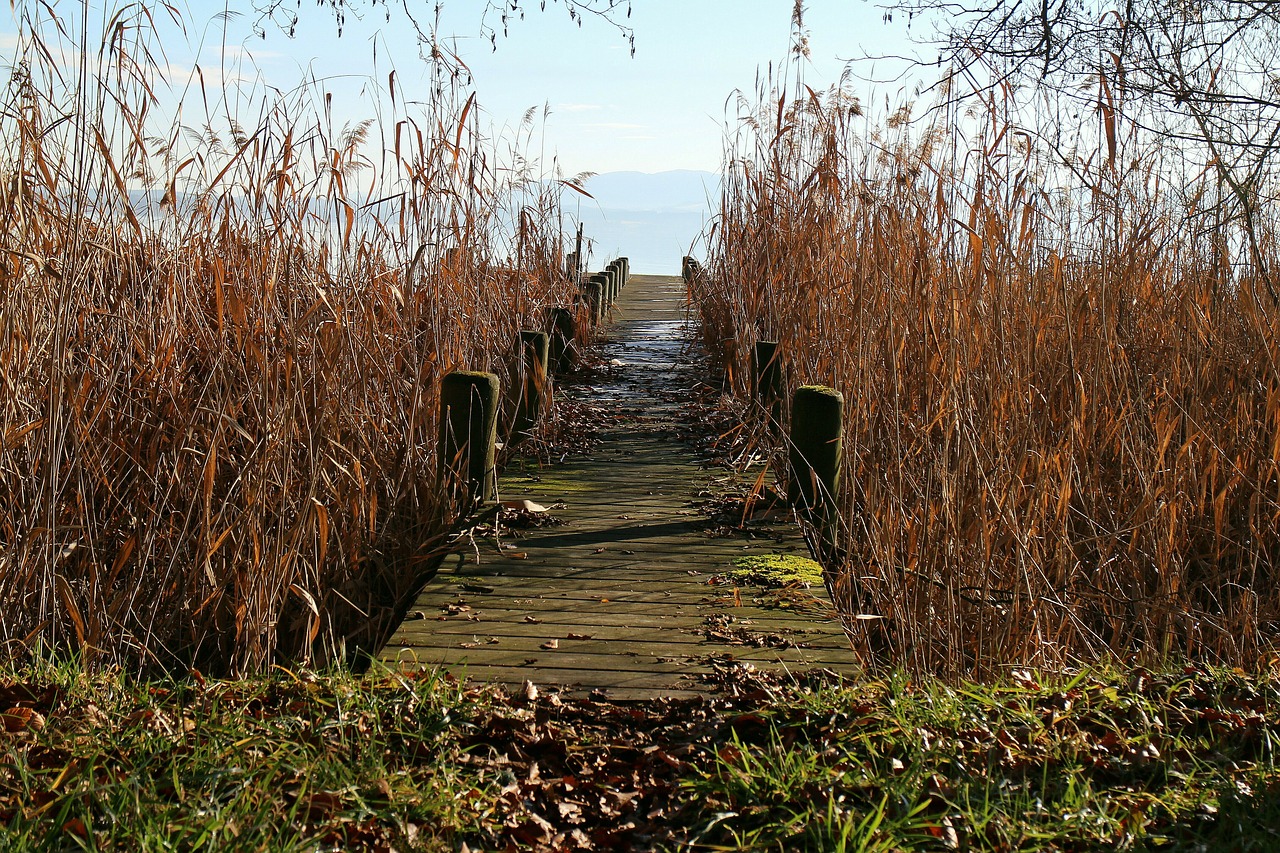 web reed bank free photo