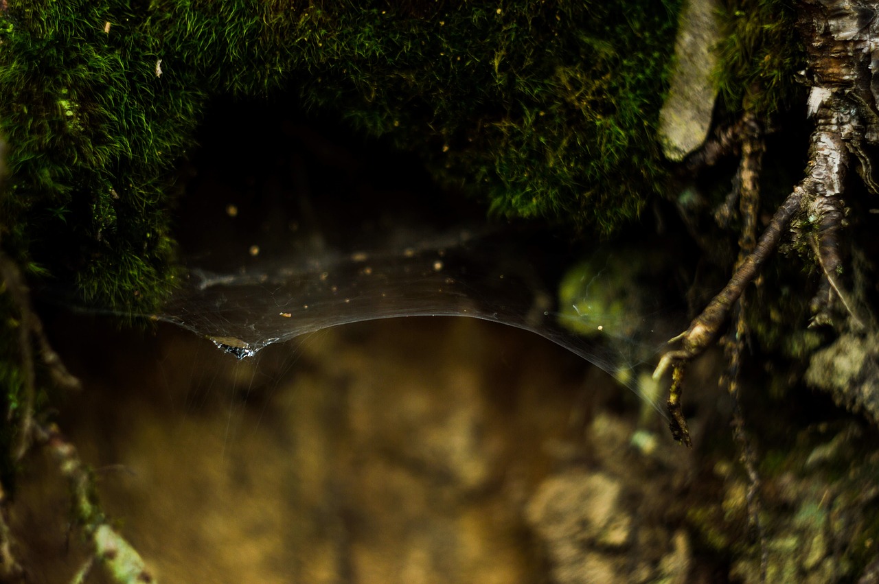 web tree green free photo