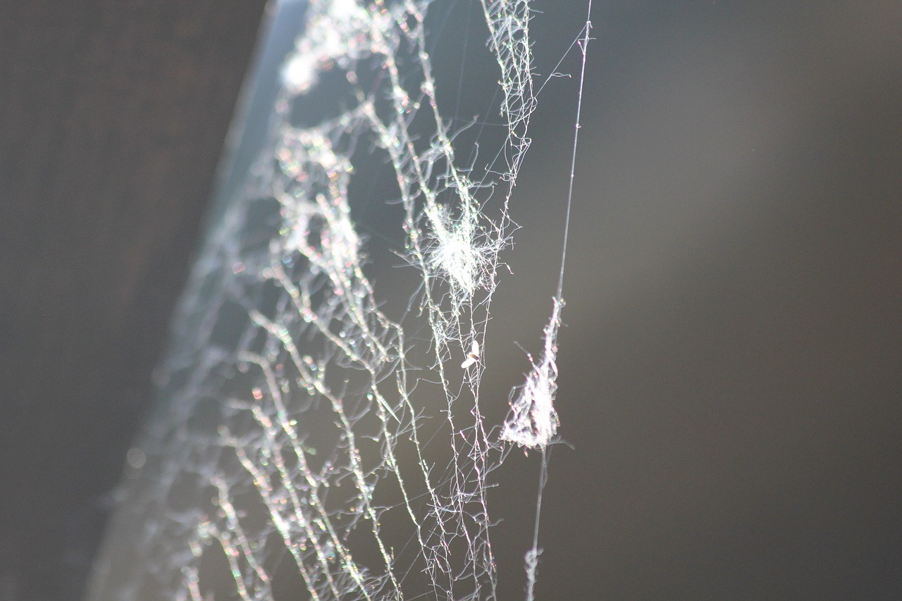 web network spider free photo