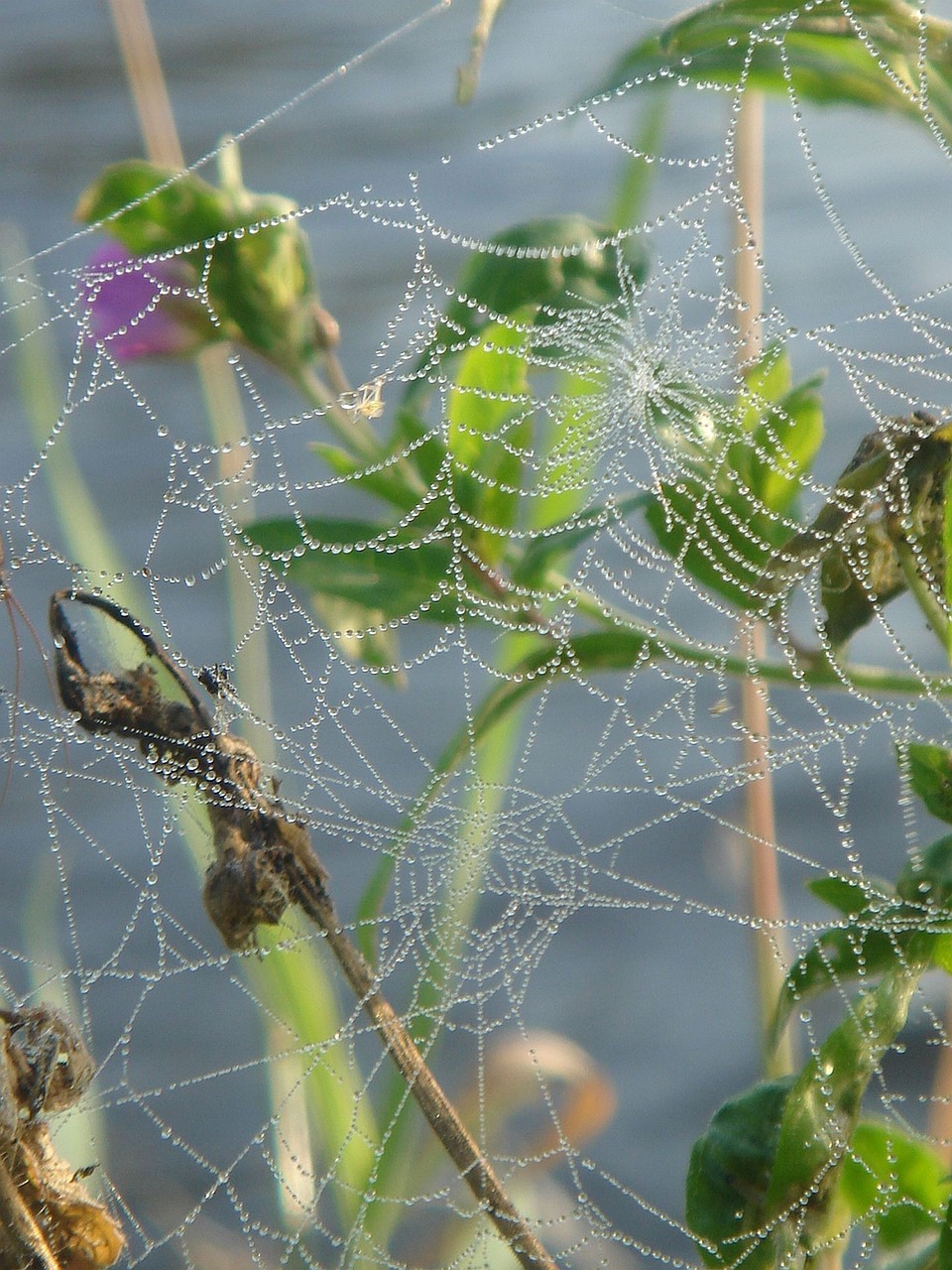 web lace detail free photo