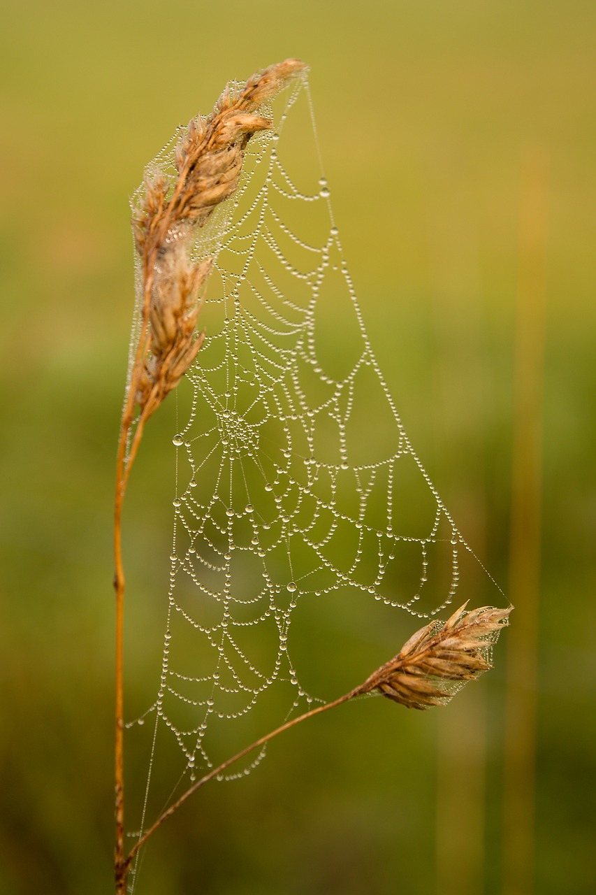 web green macro free photo