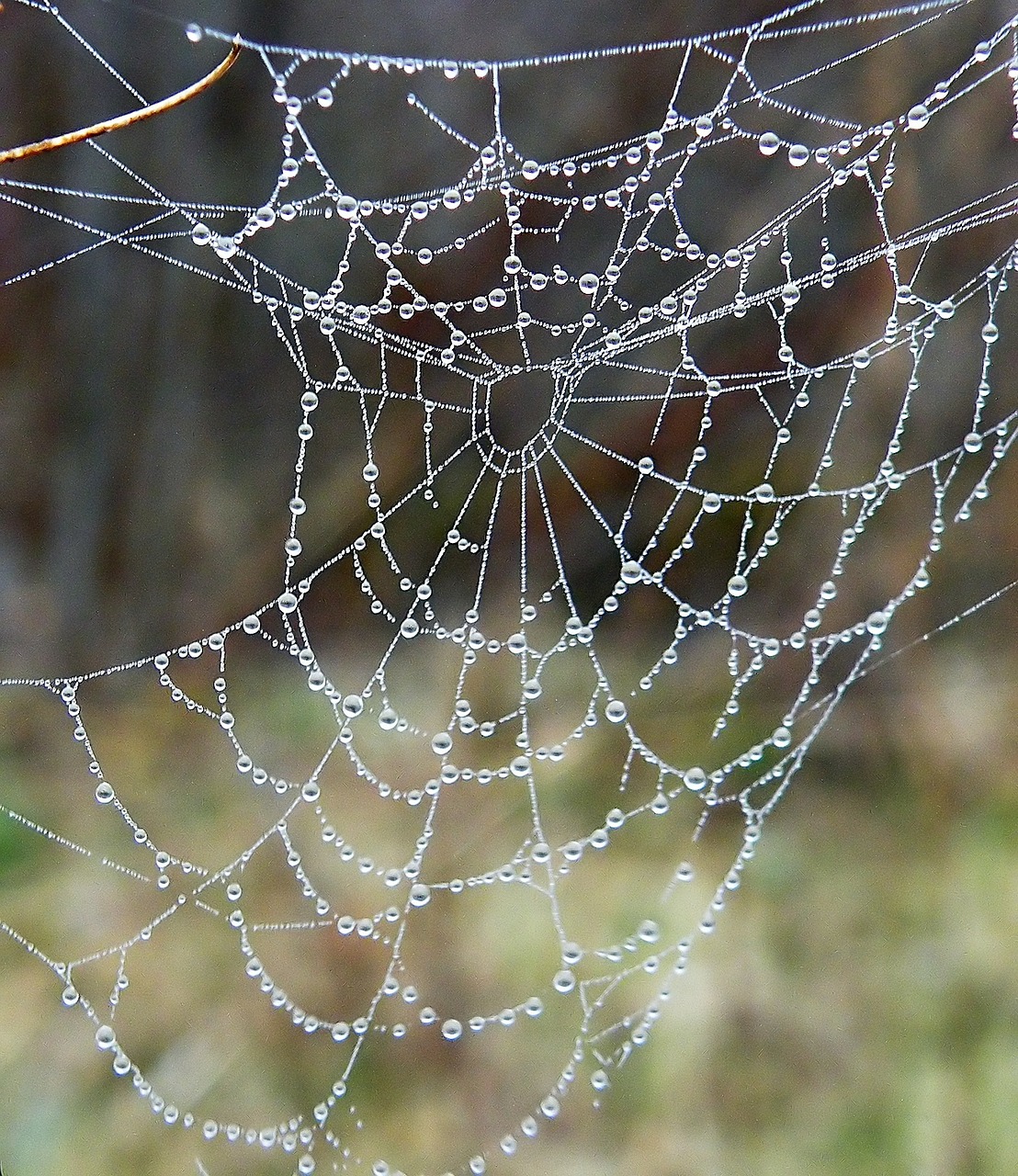 web spider drops free photo