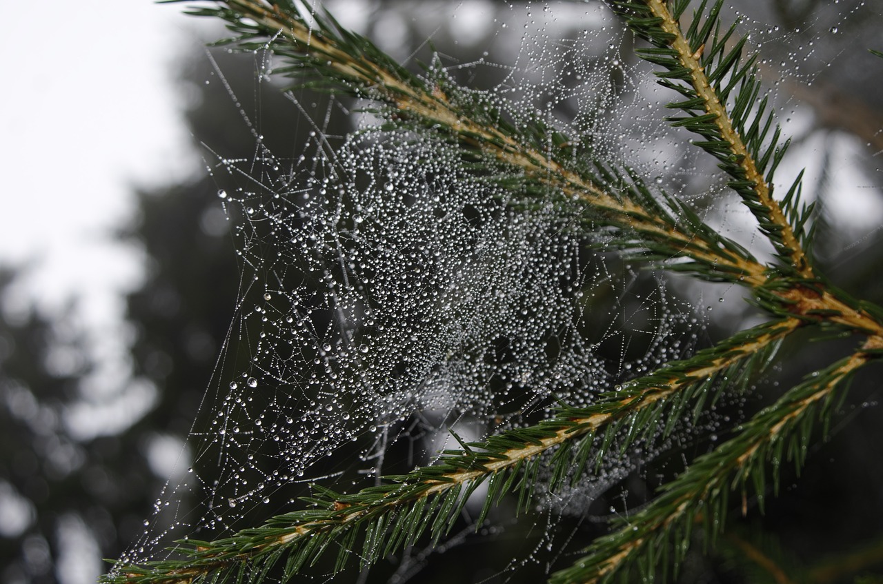 web the morning dew nature free photo