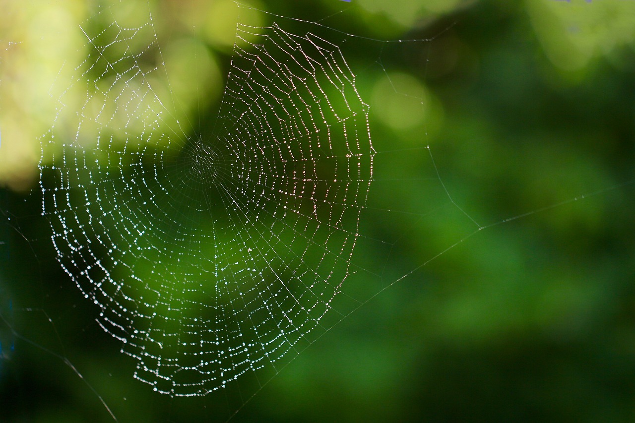 web spider insect free photo