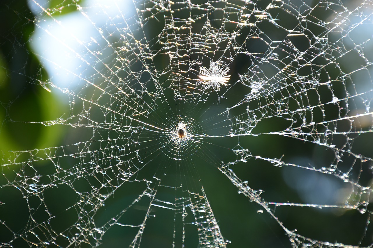 web  spider  morning free photo