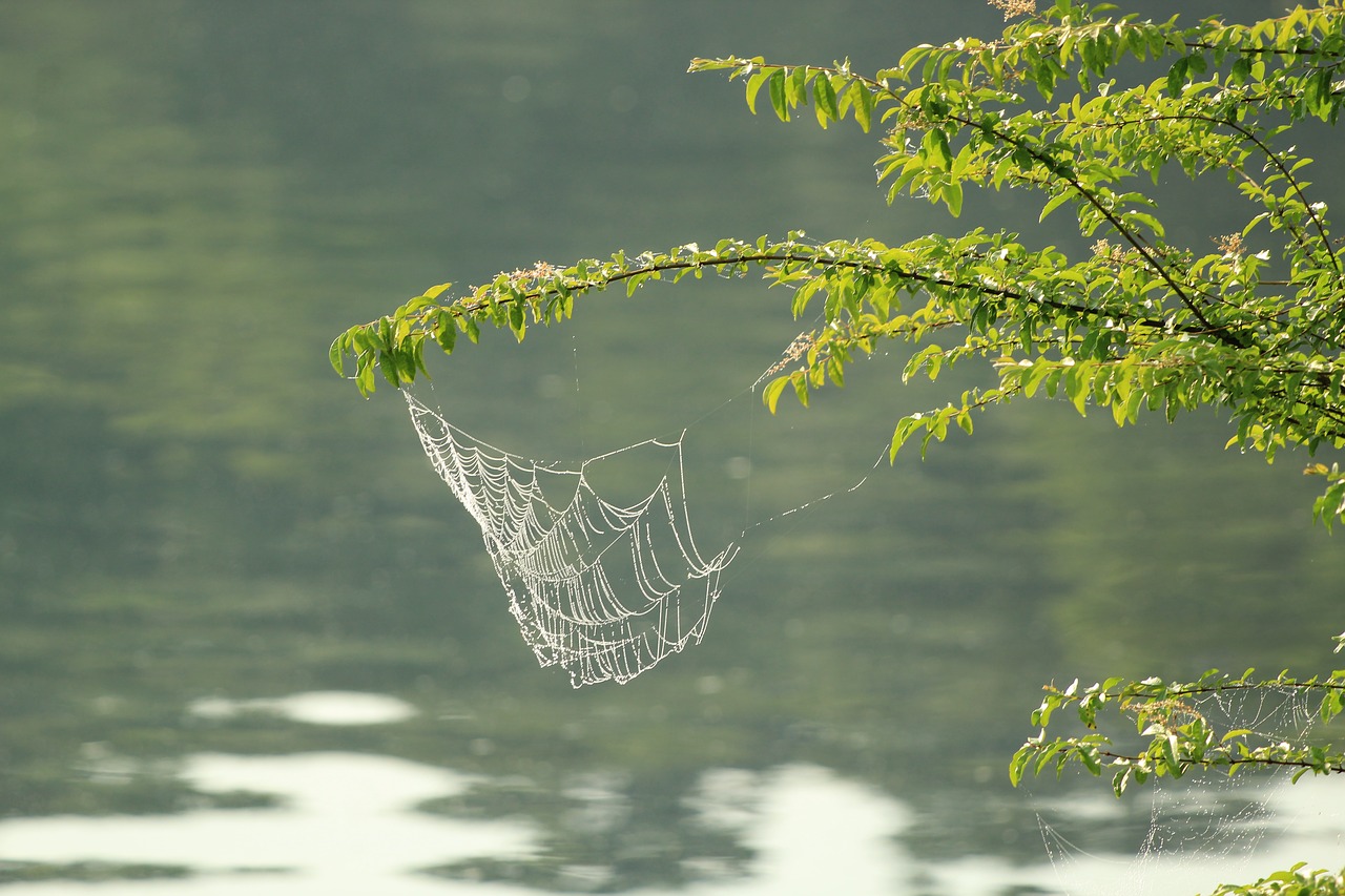 web  lake  water free photo