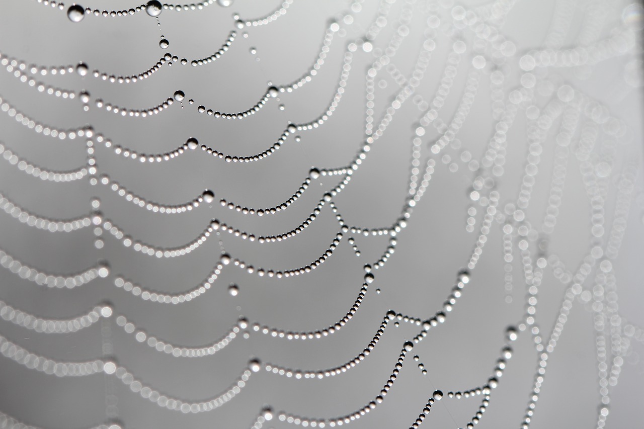 web  spiders web  dew free photo