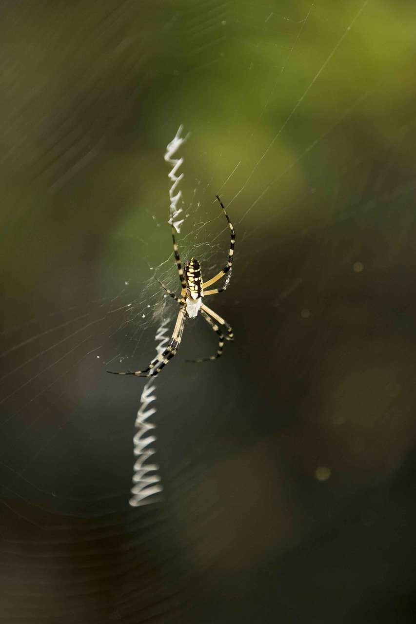 web its spins free photo