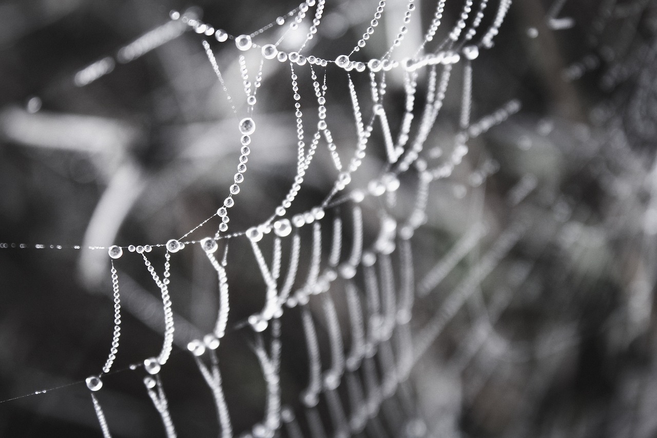 web  dew  dew drops free photo