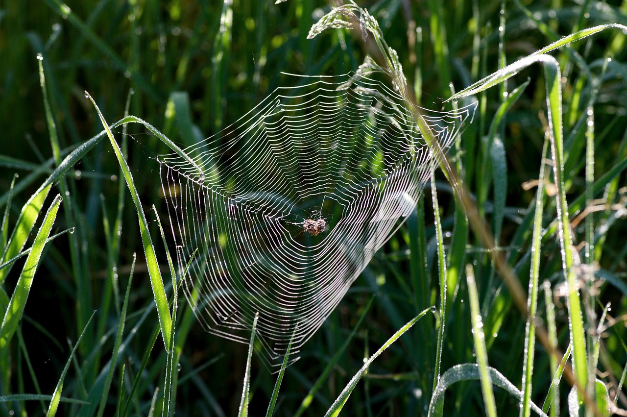 web  in the grass  at dawn free photo