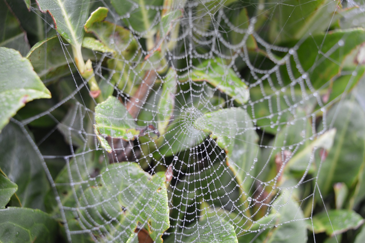 web  nature  cobweb free photo