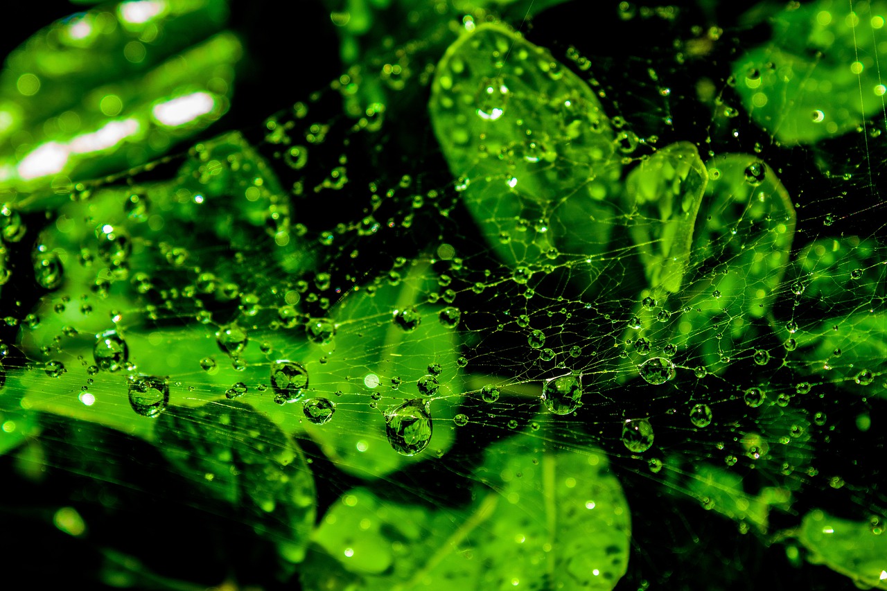 web  wet  droplets free photo