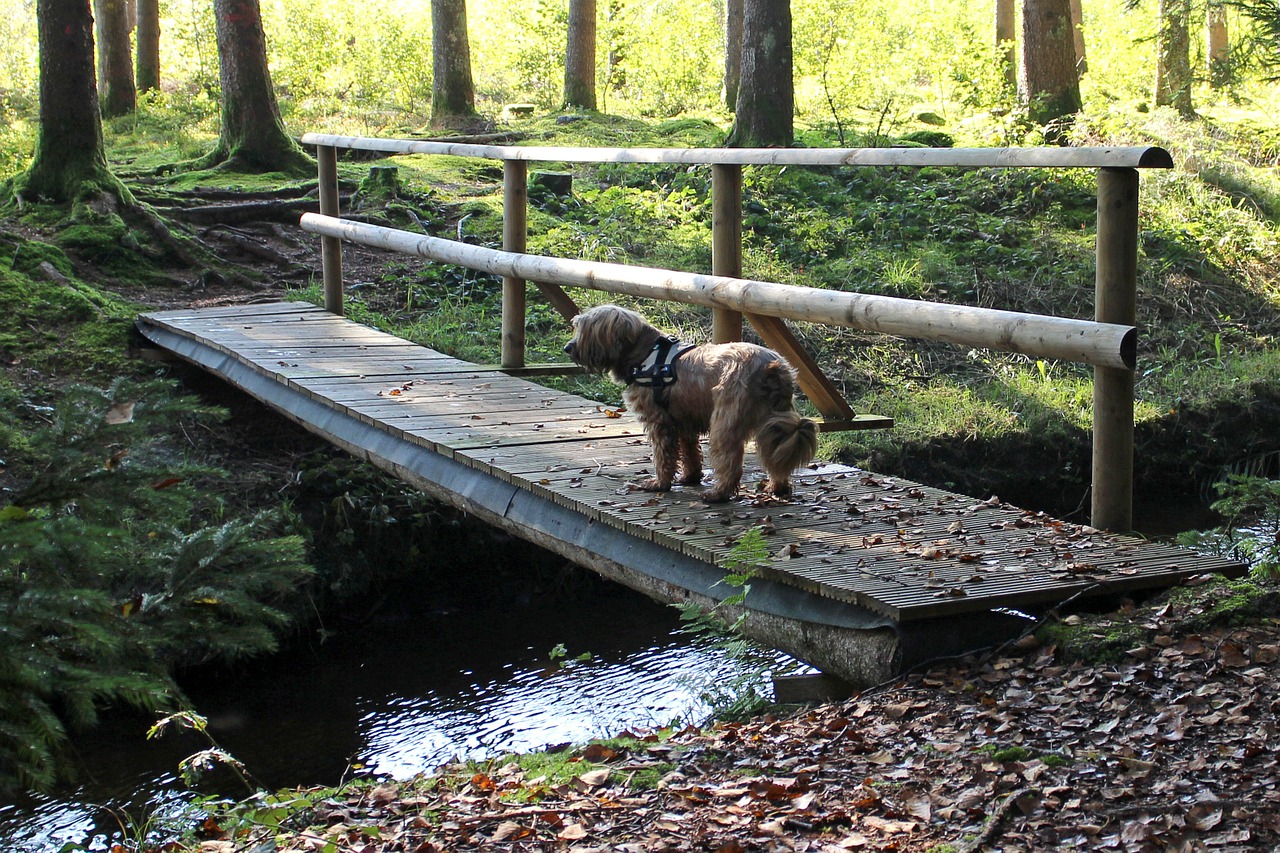 web bridge bach free photo