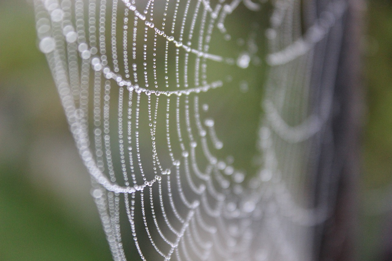 web dew gossamer free photo