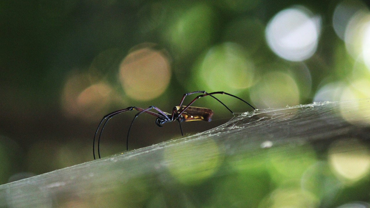 web spider nature free photo