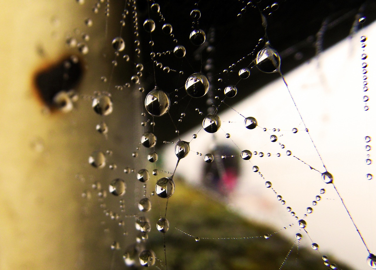 web water droplets pearl free photo