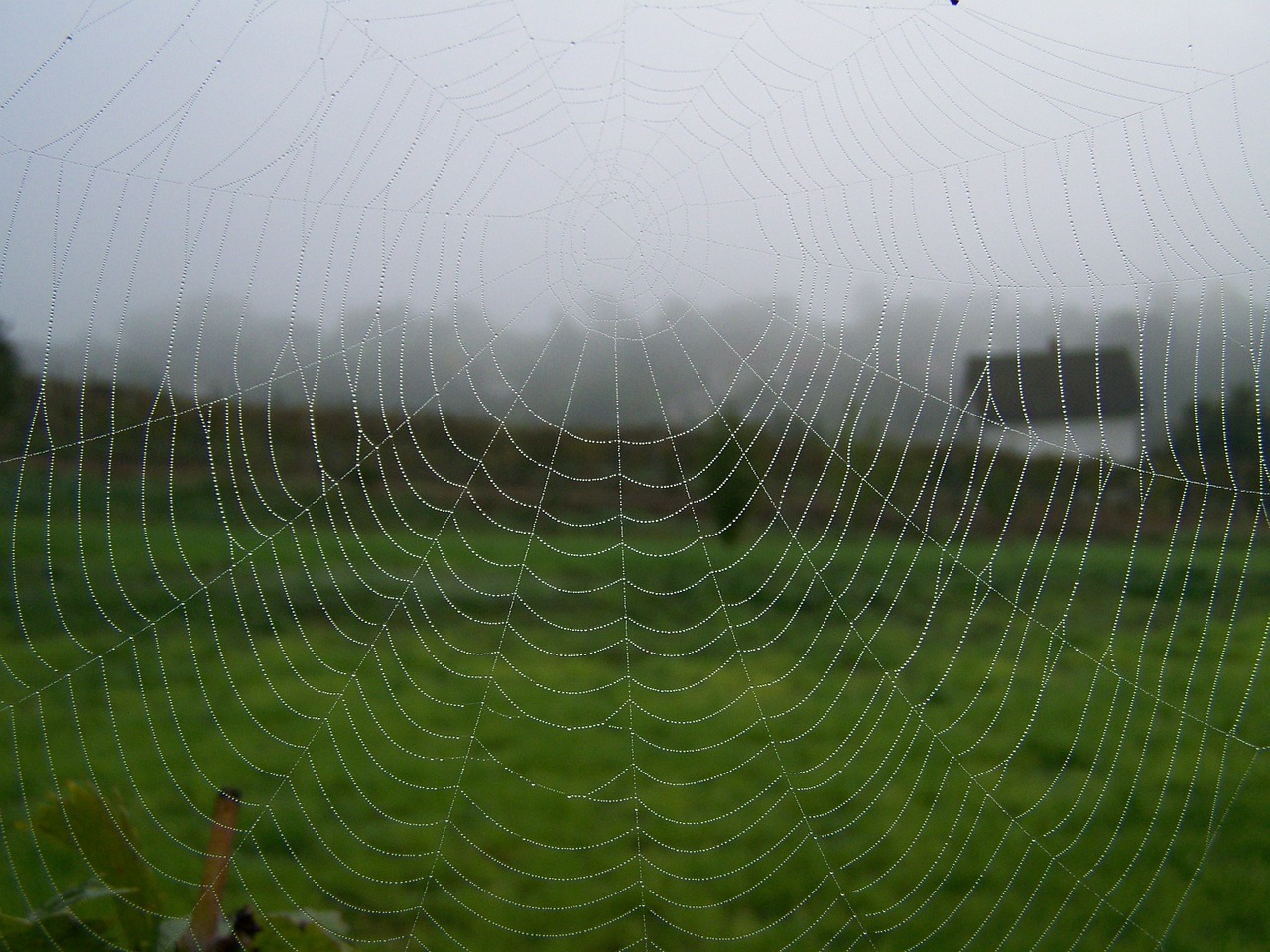 web autumn fog free photo