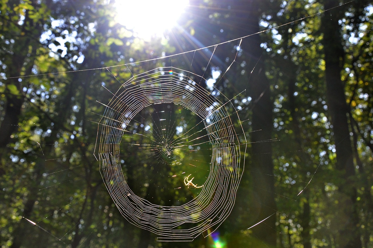 web autumn forest free photo