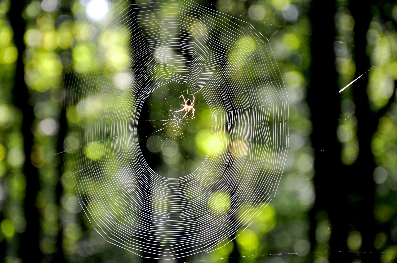 web autumn forest free photo