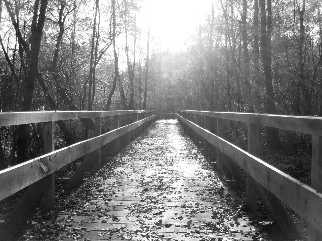 web bridge nature free photo