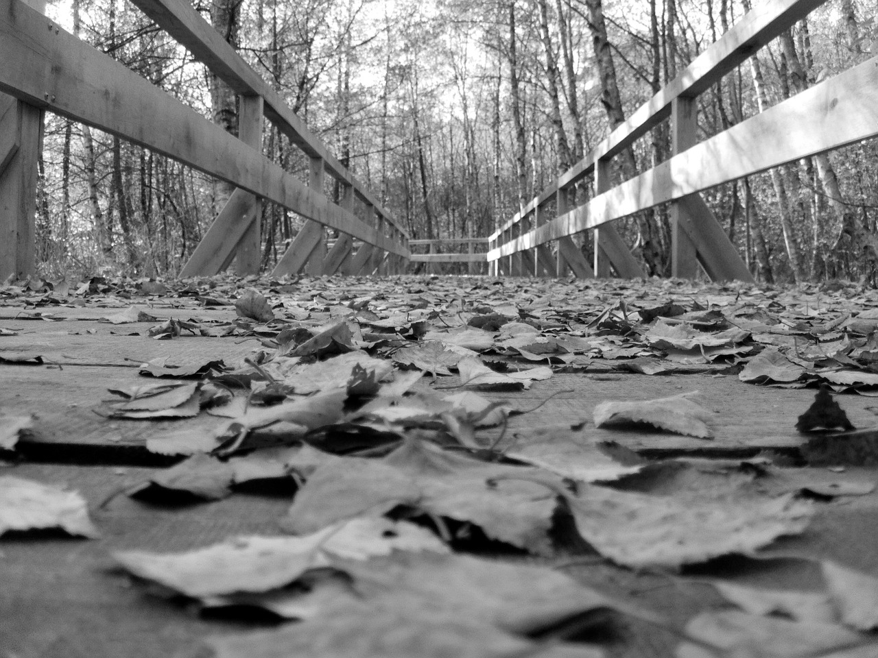 web bridge nature free photo