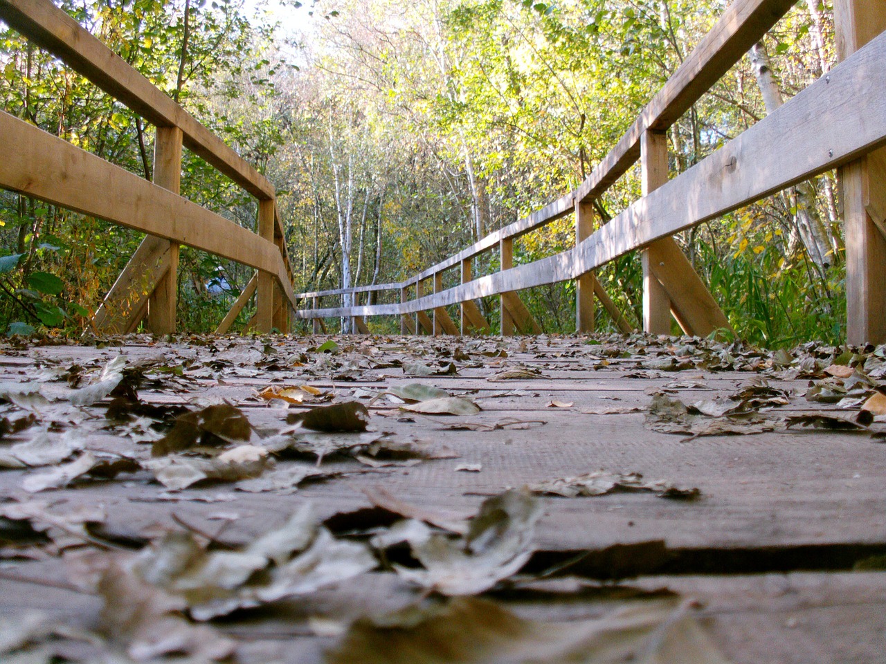 web bridge nature free photo