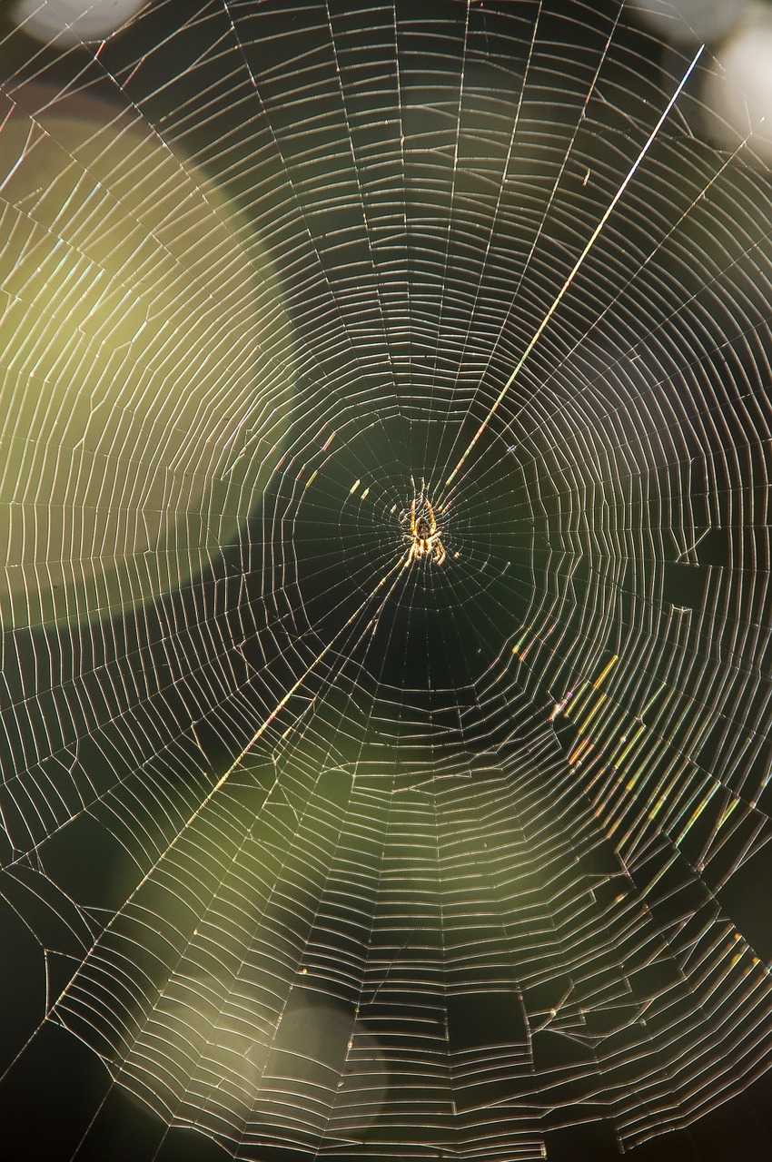 web spider trap free photo