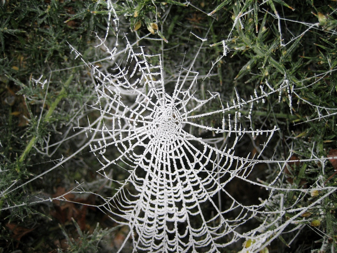 web spider frost free photo