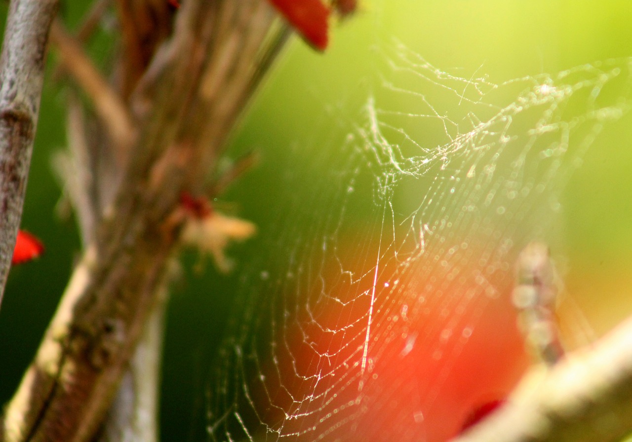 web branch green free photo