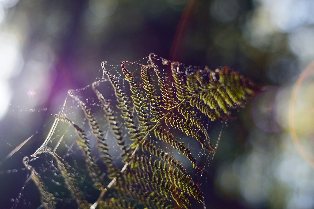 web fern spectrum free photo