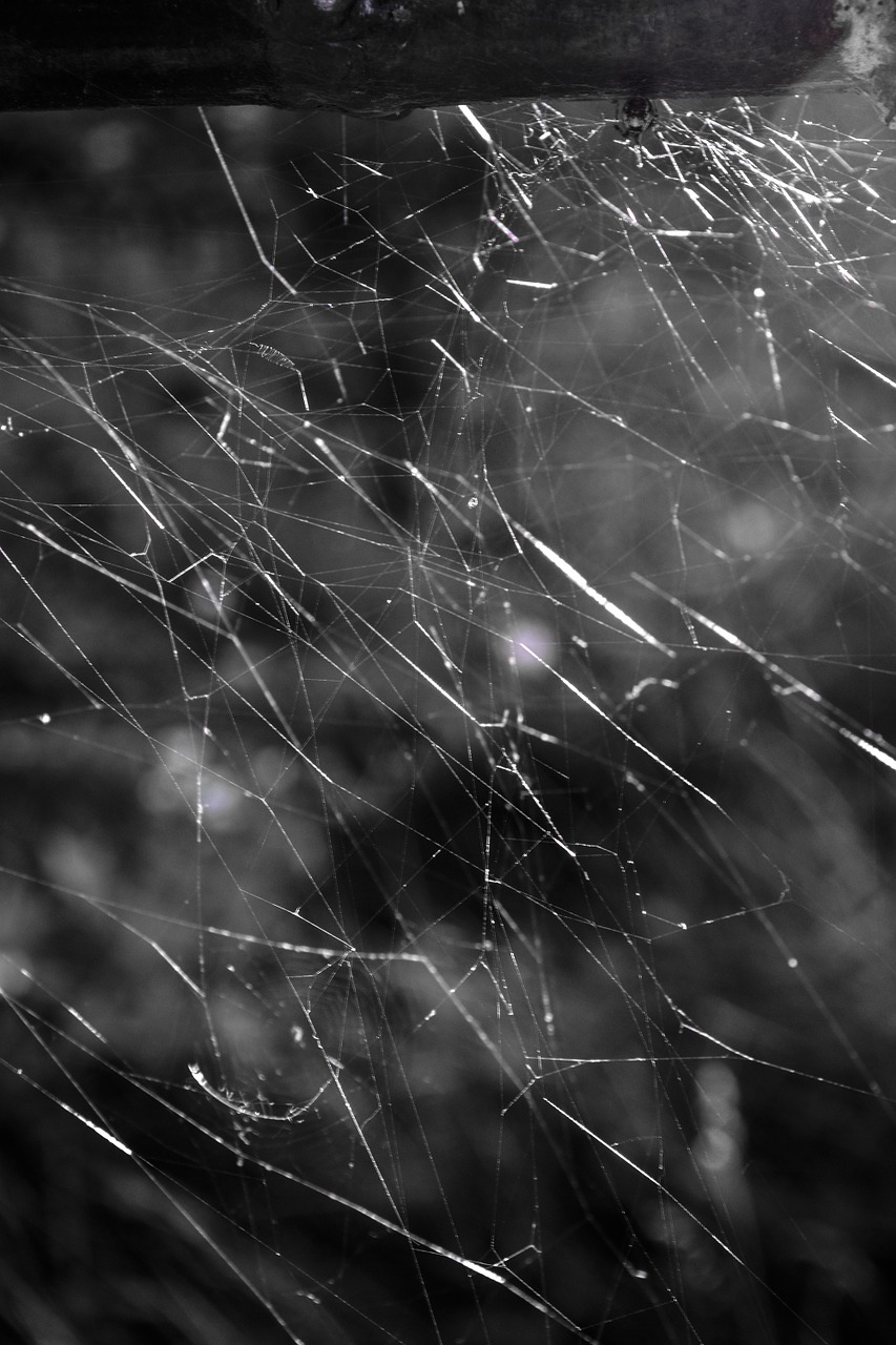 web abstract nature free photo