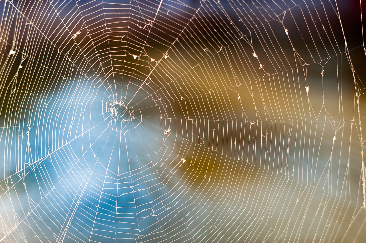 web spider nature free photo