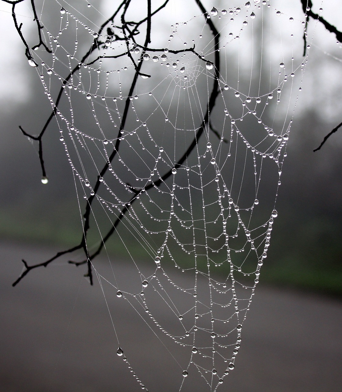 web spider dew winter tree free photo