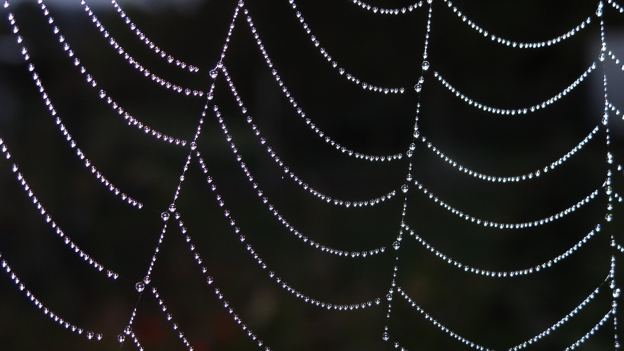 web spider drops of water arachnid free photo