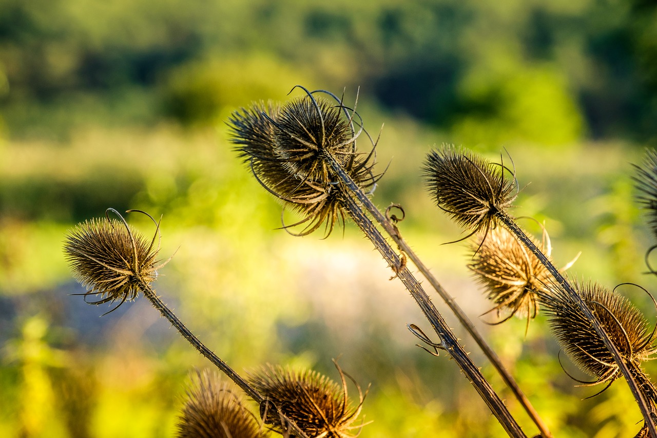 weberkade plant nature free photo