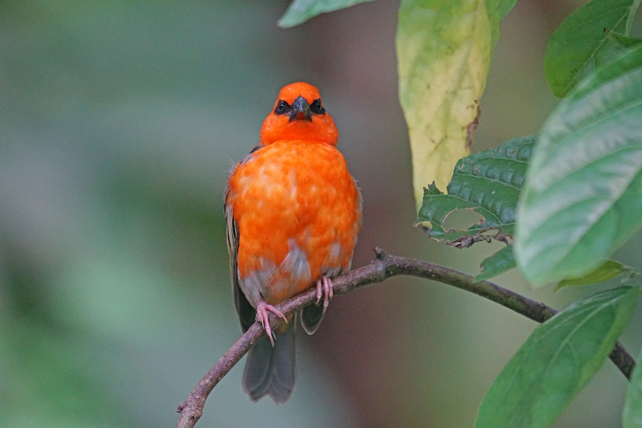 webervogel madagascar male free photo