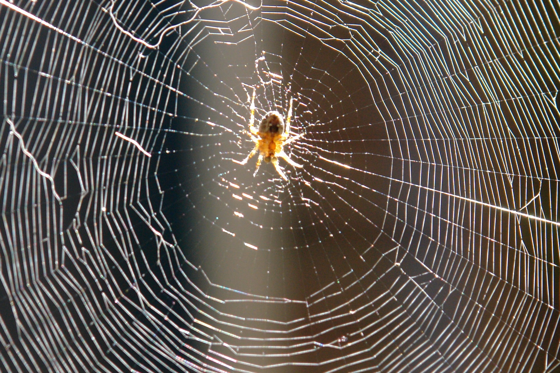 spider web nature free photo