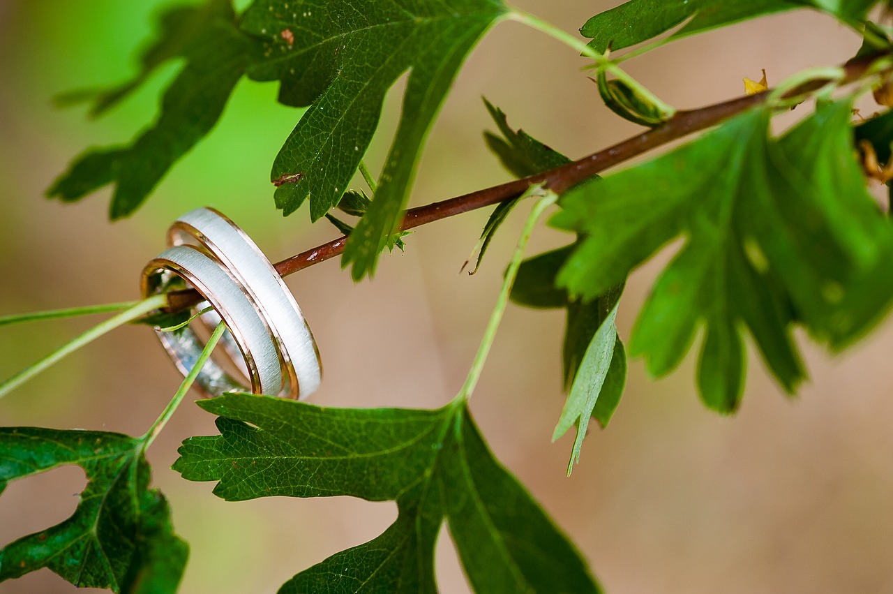 wedding rings tree free photo