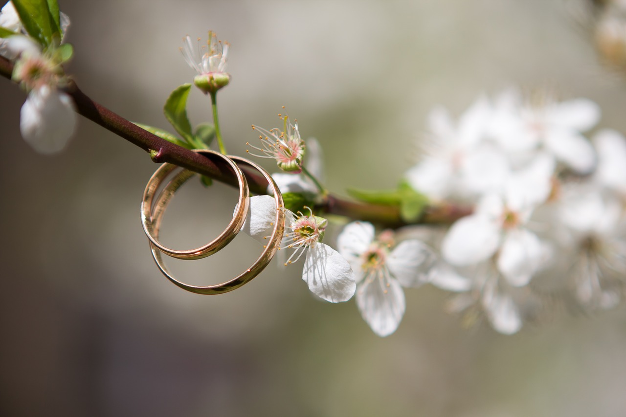 wedding  rings  spring free photo