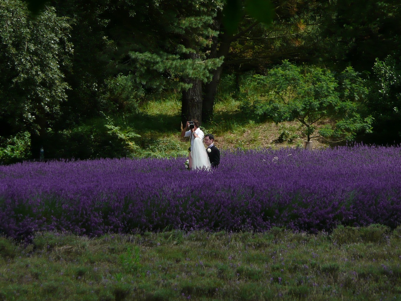 wedding photographer lavender free photo