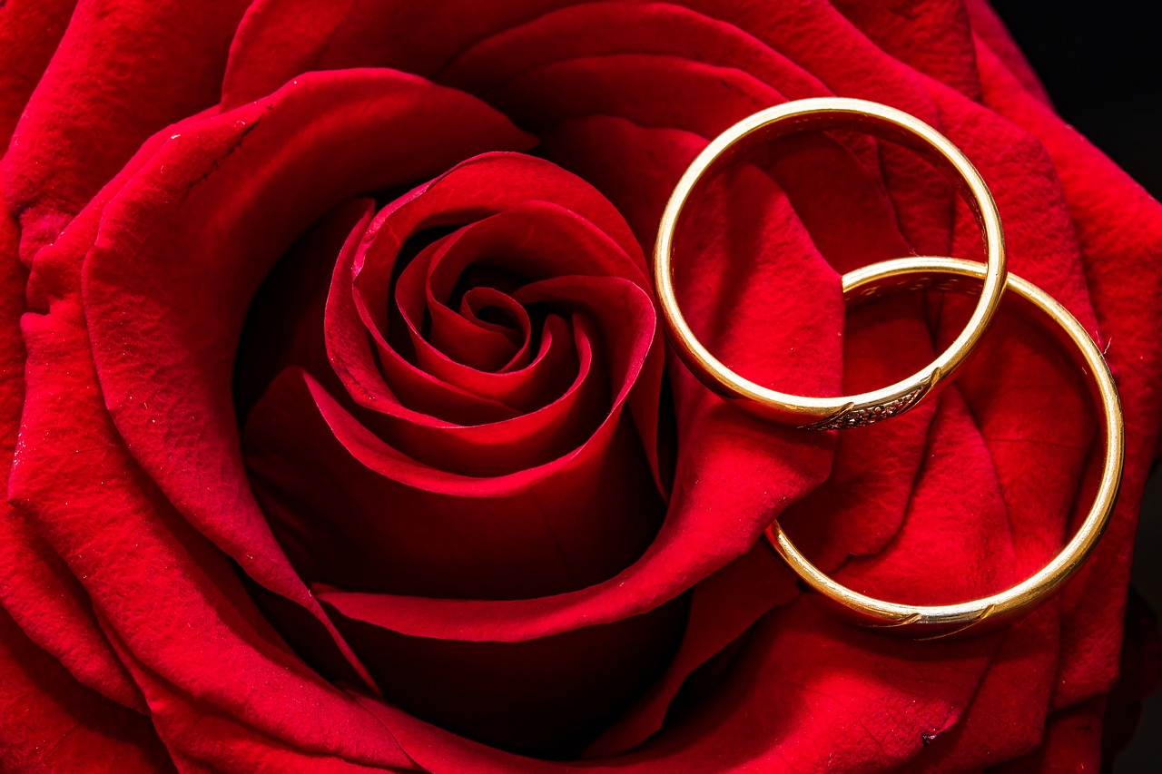 wedding rings rose rings free photo