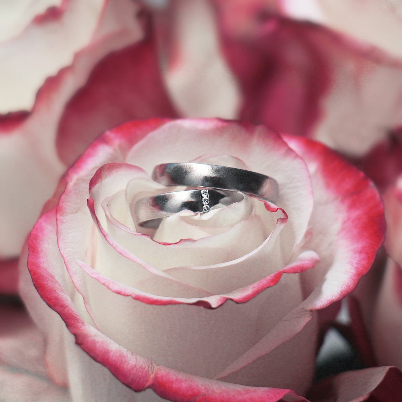 Фотообои 3dбутоны роз и кольца