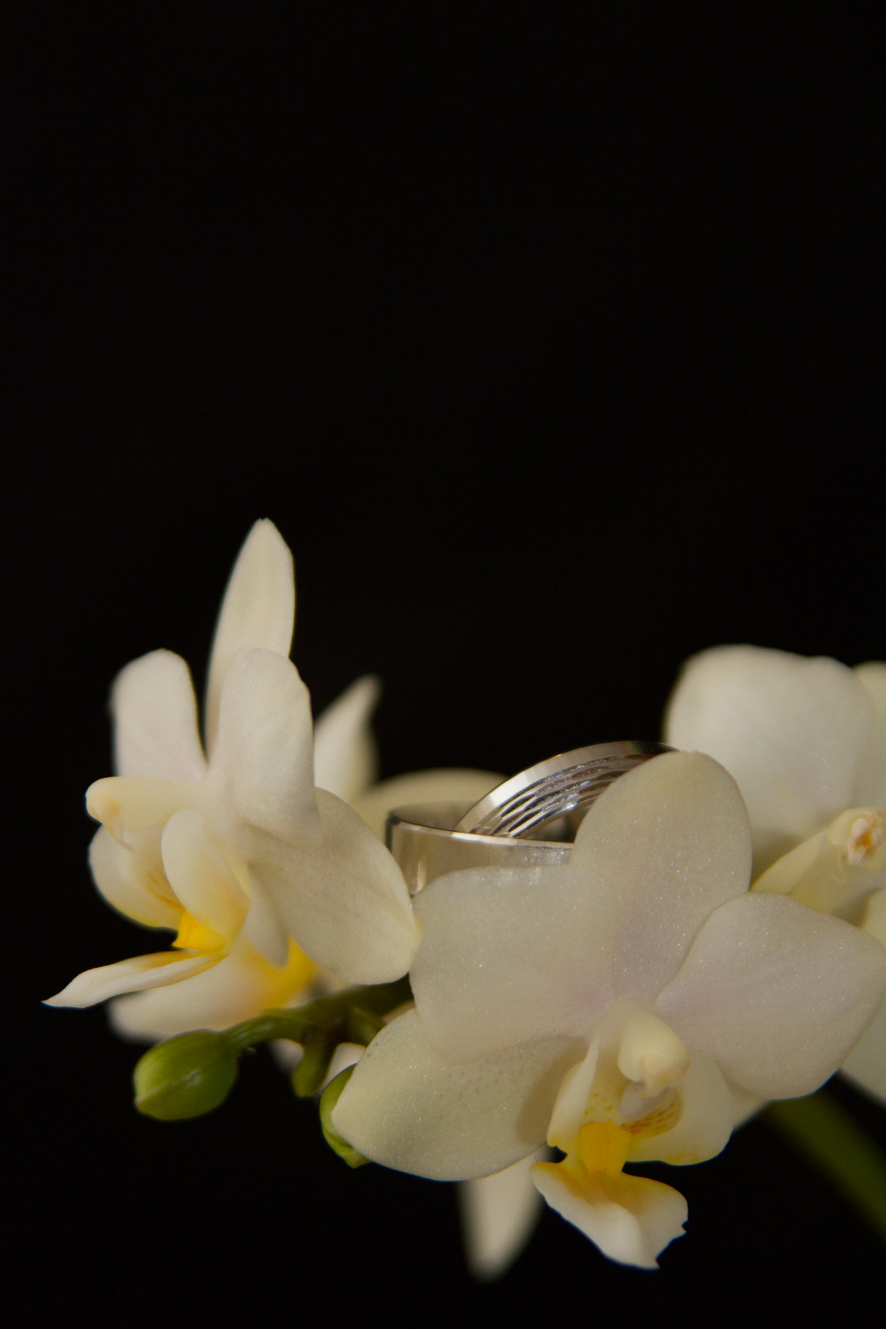 wedding ring flower free photo