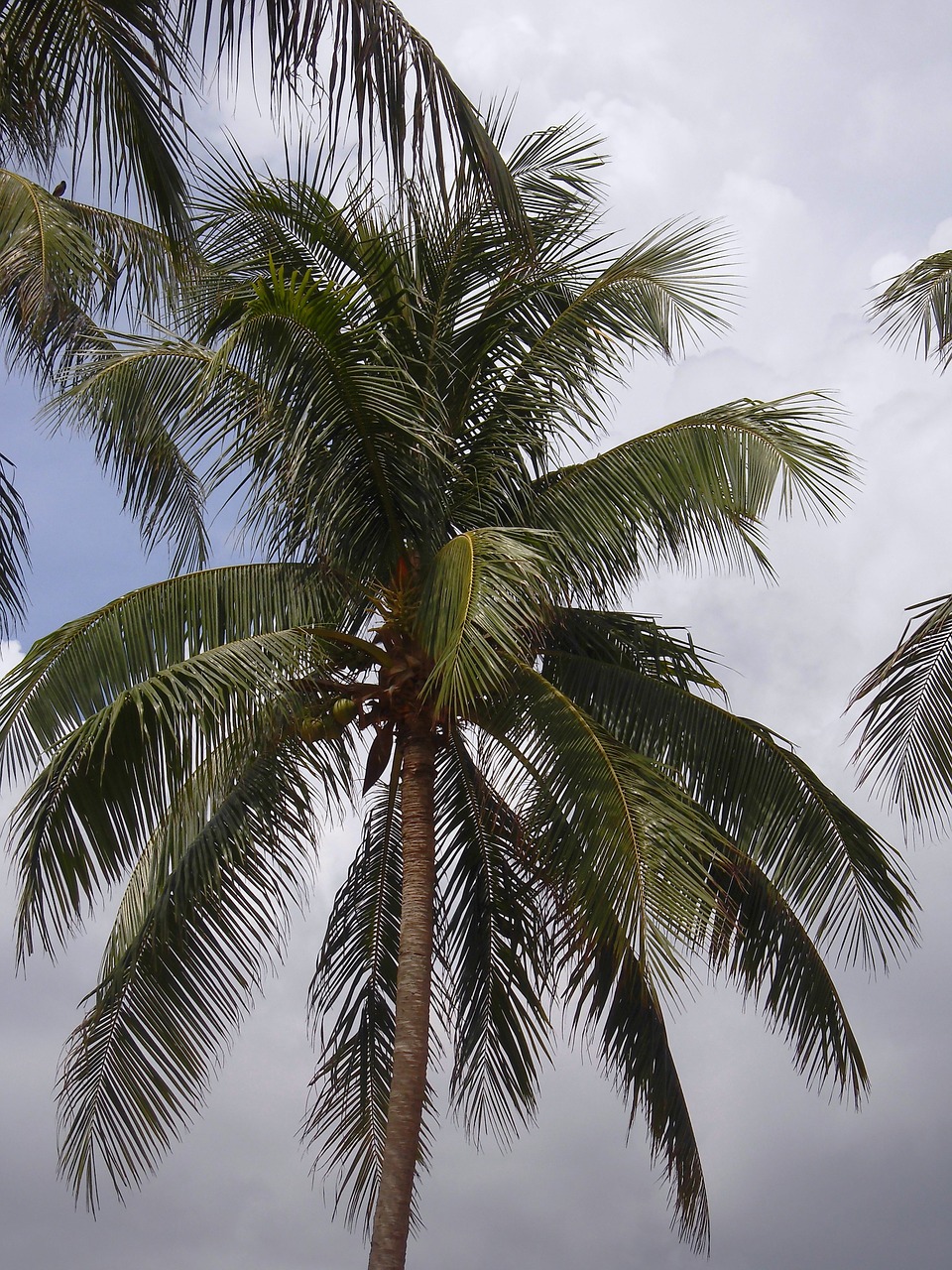 wedel palm leaf free photo