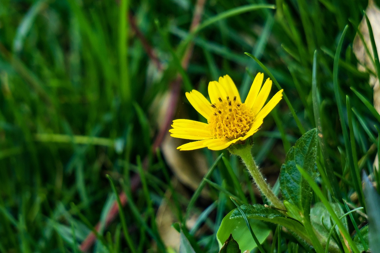 wedelia  nature  flower free photo