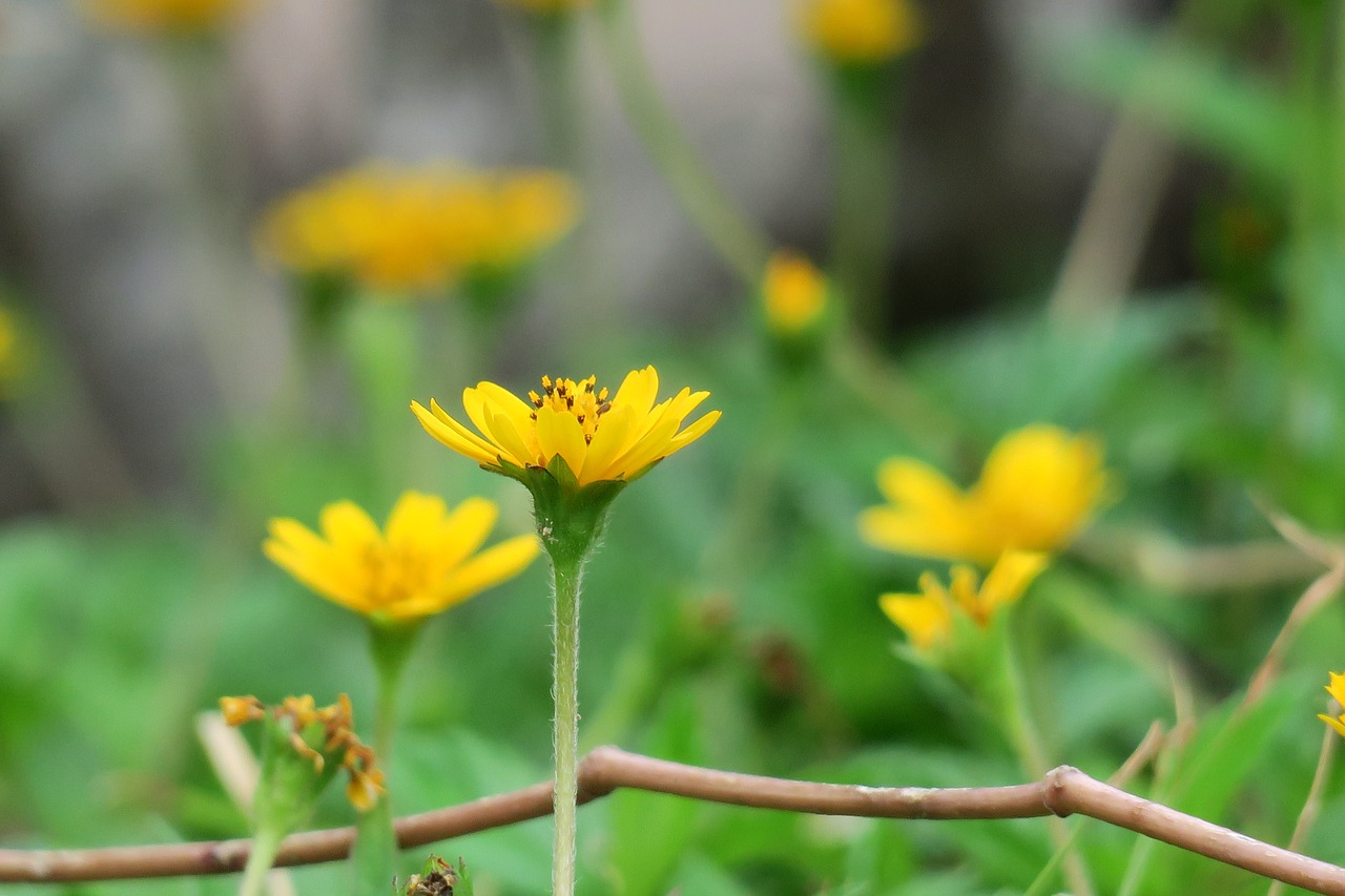 wedelia  nature  flower free photo