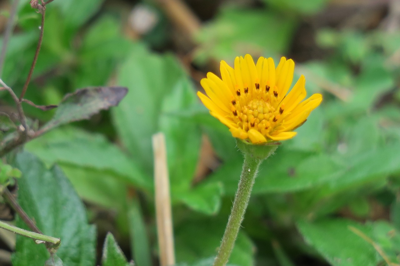 wedelia  nature  flower free photo