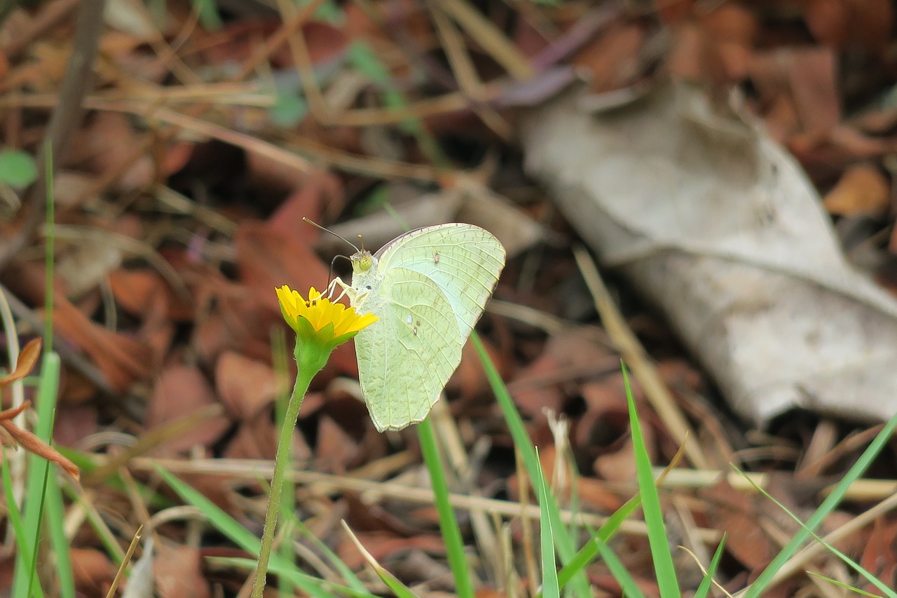 wedelia  nature  flower free photo